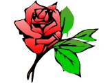 Single Rose